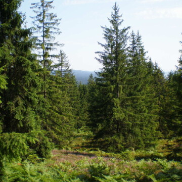 listing_area