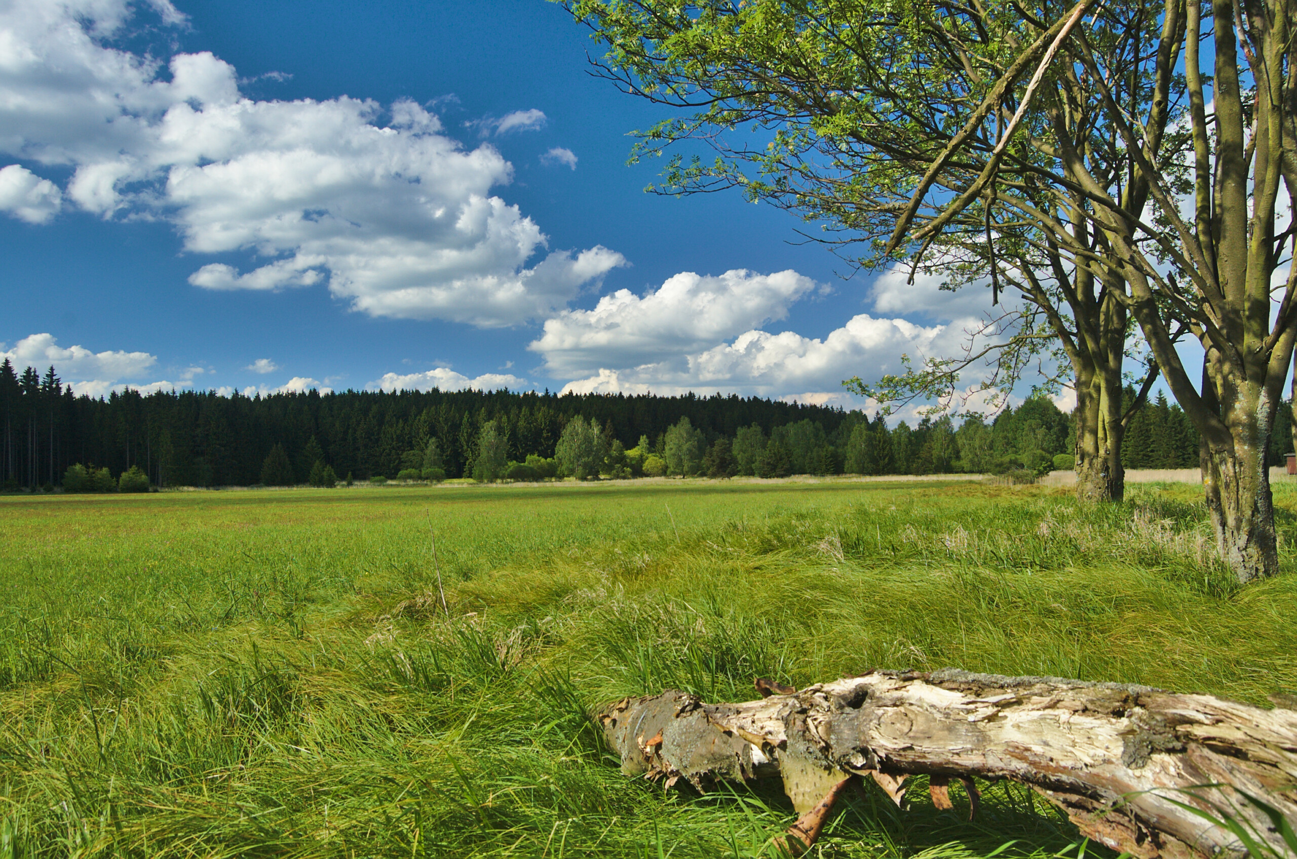 Přírodní_rezervace_Pavlovské_mokřady_(14)